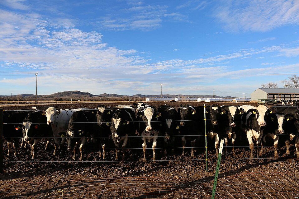 Trempealeau County — Cow Farm, Trempealeau County, Wisconsin, United States, Trempealeau County, Wisconsin
